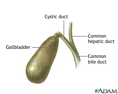 common bile duct anatomy. by the common hepatic duct